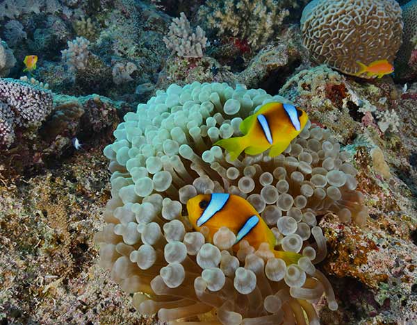 Quseir-Egypte-plongee-anemone-poissons-clown