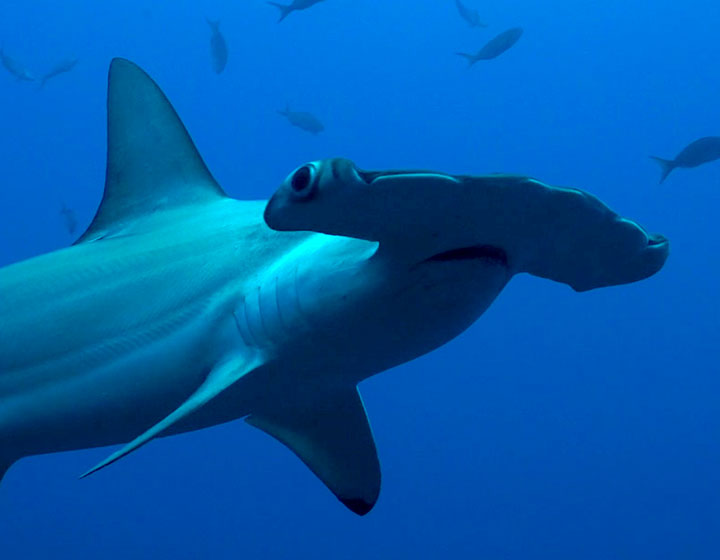 c6bo-voyage-plongee-equateur-galapagos-aqua-croisiere-requin-marteau