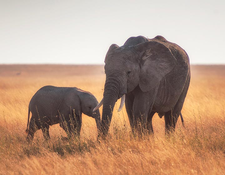 c6bo-voyage-plongee-tanzanie-extension-sejour-safari-animalier-reserves-elephants