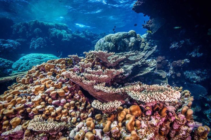 Coral reefs like this one are amongst the most biodiverse regions in the world. Fury shoals, Red Sea, Egypt. June