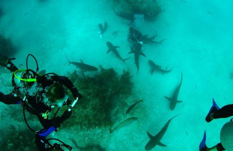 3_grand-bahama-shark-diving-bahamas-requins