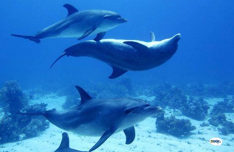 6-Egypte-Quseir-Ducks-Diving-housereef-dolphins