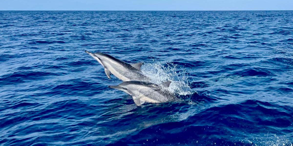 6_c6bo-voyage-plongee-tanzanie-pemba-island-afro-divers-dauphins