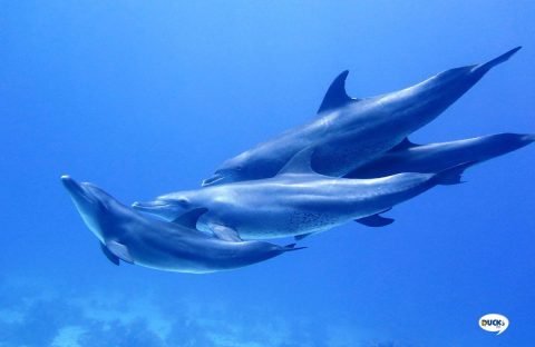 7-Egypte-Quseir-Ducks-Diving-housereef-dolphins