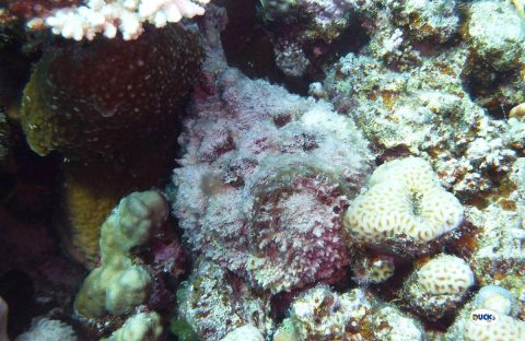 8-Egypte-Quseir-Ducks-Diving-housereef-stonefish