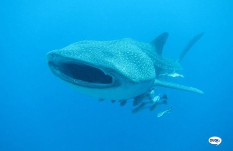 9.1-Egypte-Quseir-Ducks-Diving-housereef-whaleshark