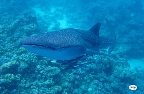 9.2-Egypte-Quseir-Ducks-Diving-housereef-whaleshark