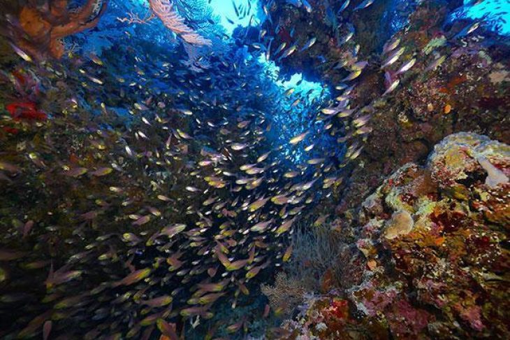 Croisière Totale Mer Rouge - Anthias Nautile Evo