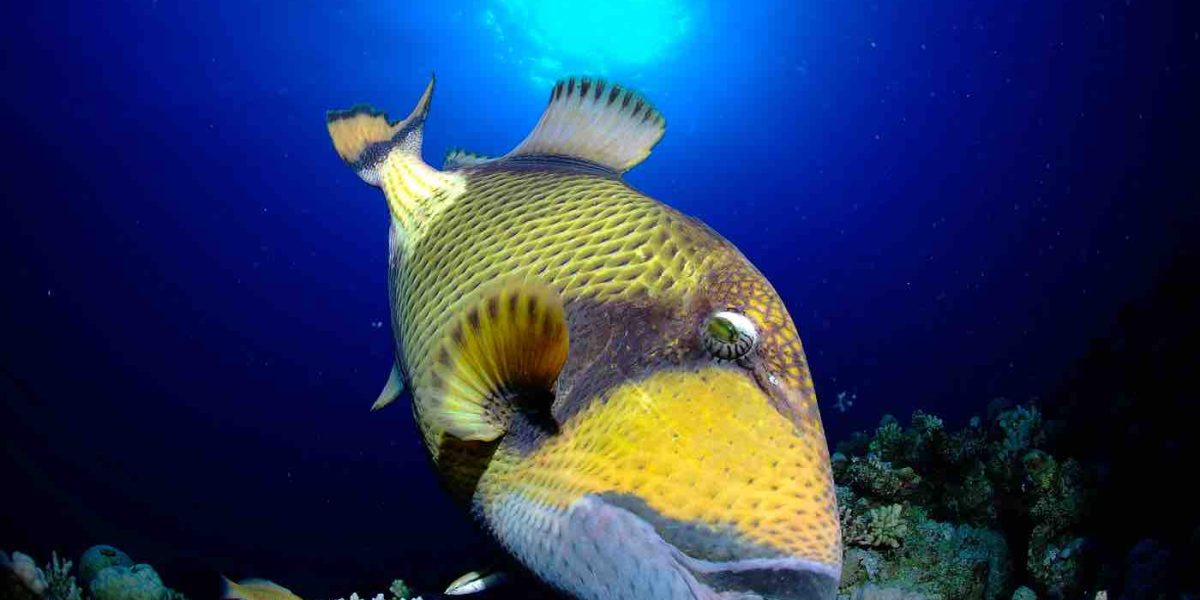 Mer-Rouge-plongee-Egypte-Saint-Johns-Reef-poisson-perroquet-G.DiRaimondo