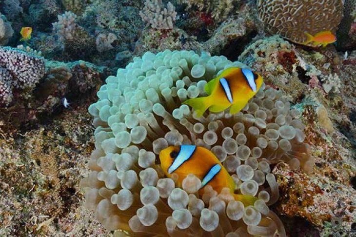 Quseir-Egypte-plongee-anemone-poissons-clown