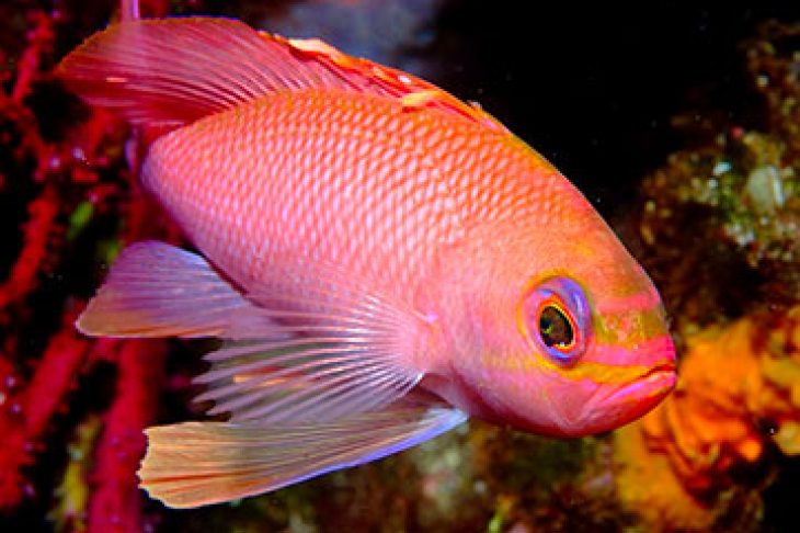 anthias_mediterranee_ustica-italie-Gilles-DiRaimondo