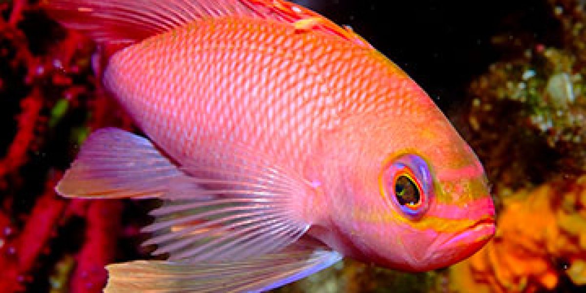 anthias_mediterranee_ustica-italie-Gilles-DiRaimondo