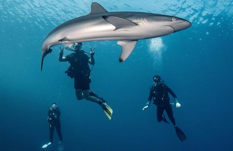 c6bo-voyage-plongee-arabie-saoudite-ocean-breeze-croisiere-requin-plongeurs