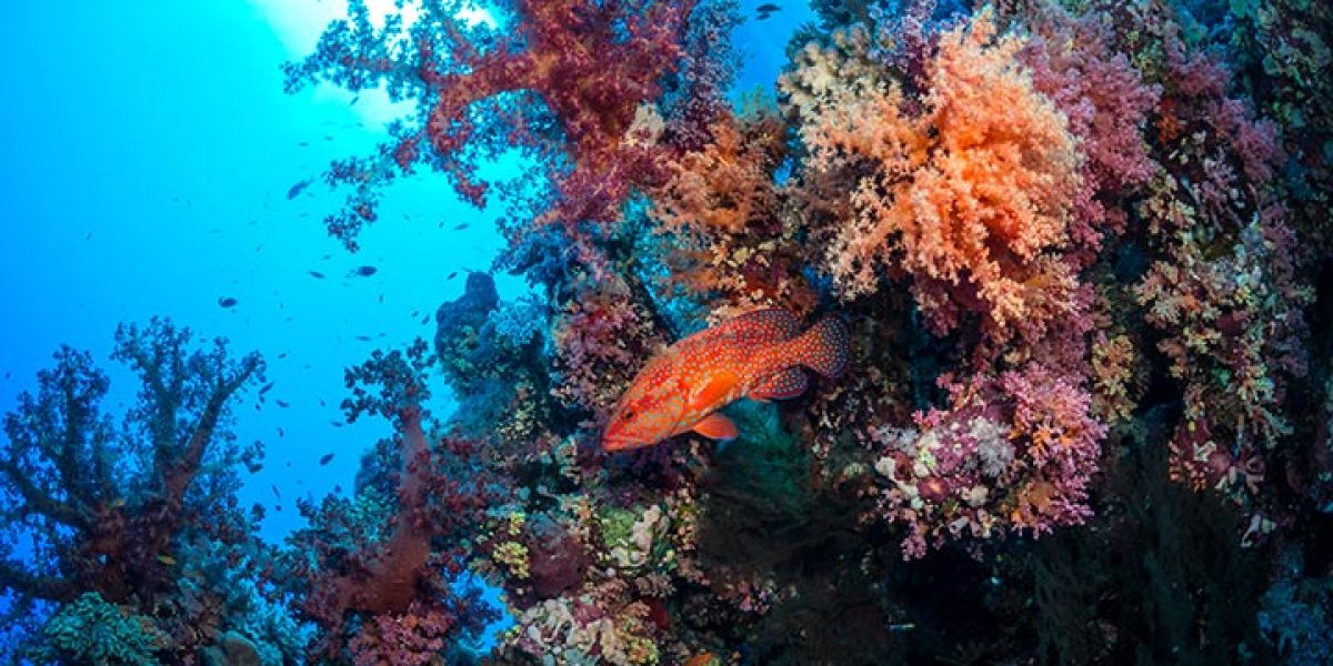 c6bo-voyage-plongee-egypte-croisiere-anthias-bateau-nautile-evo-best-of-south-st-johns-reef