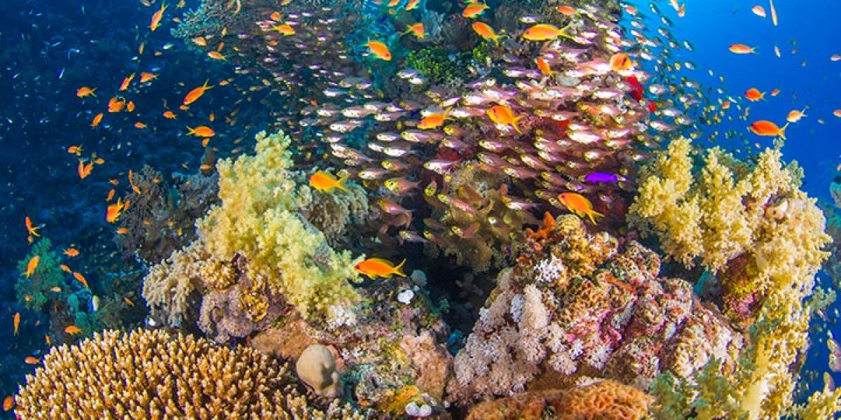 c6bo-voyage-plongee-egypte-croisiere-sea-base-recif-corallien-Coral-bommie-with-schooling-reef-fish-Ras-Mohamed-Sharm-El-Sheikh