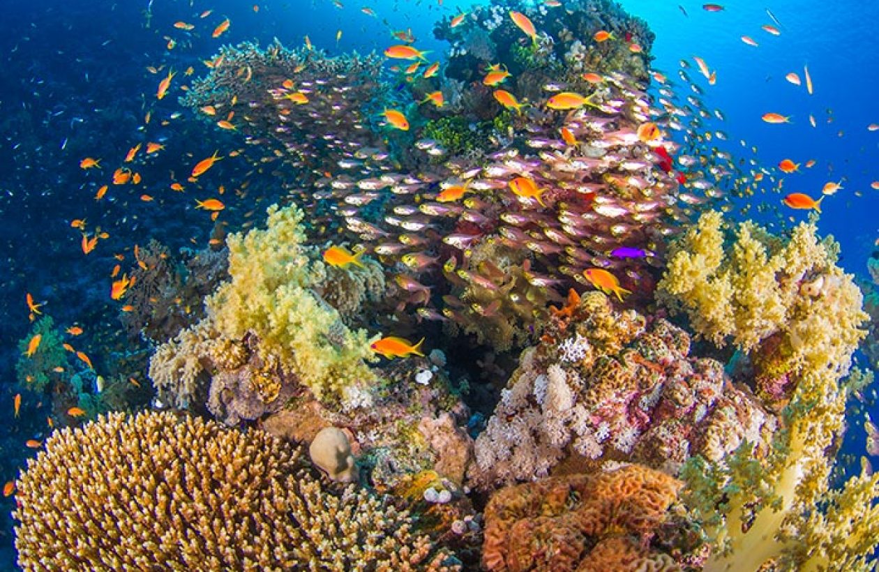 c6bo-voyage-plongee-egypte-croisiere-sea-base-recif-corallien-Coral-bommie-with-schooling-reef-fish-Ras-Mohamed-Sharm-El-Sheikh