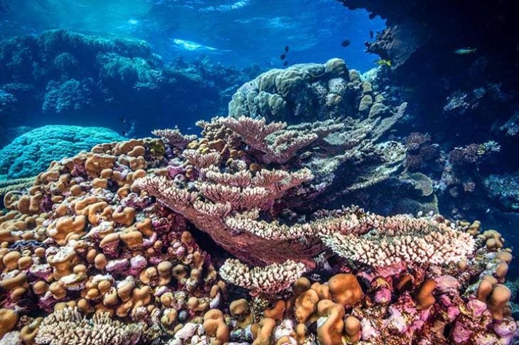 Coral reefs like this one are amongst the most biodiverse regions in the world. Fury shoals, Red Sea, Egypt. June