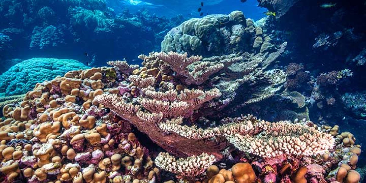 Coral reefs like this one are amongst the most biodiverse regions in the world. Fury shoals, Red Sea, Egypt. June