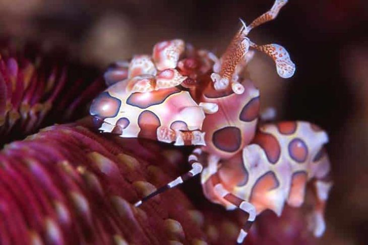 c6bo-voyage-plongee-indonesie-manado-thalasso-dive-resort-crevette-arlequin-shrimp