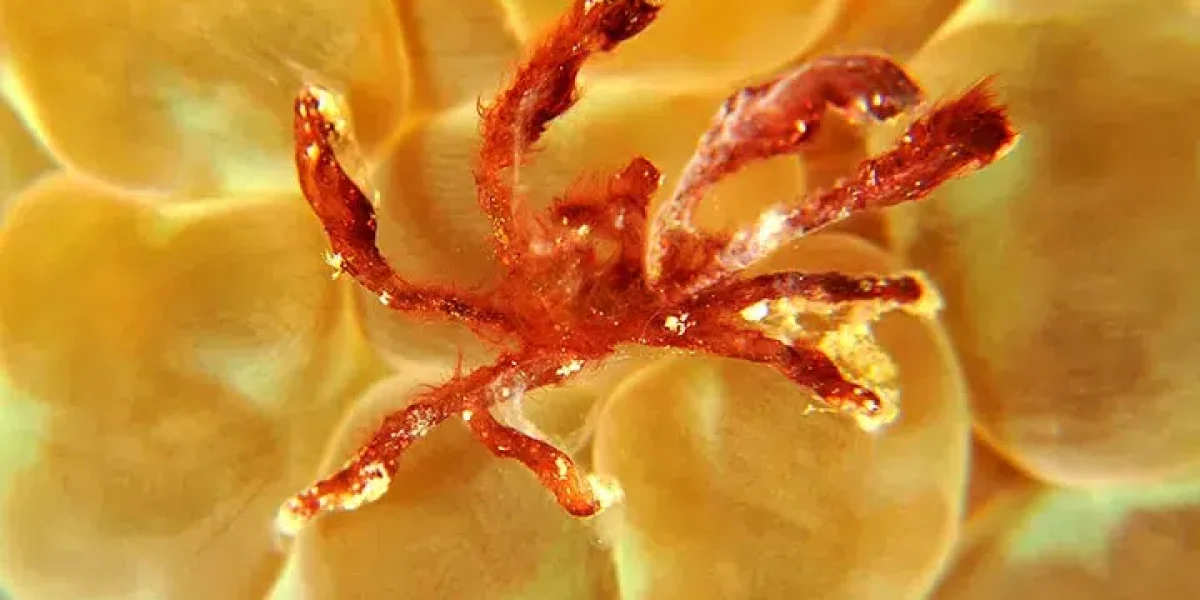 images_Images__sites_Indo-Pacifique_Philippines_Region__des__Visayas_Crs__Visayas__All-Star-Infiniti_c6bo-voyage-plongee-philippines-visayas-crabe-orang-outan-anemone-Gilles-DiRaimondo