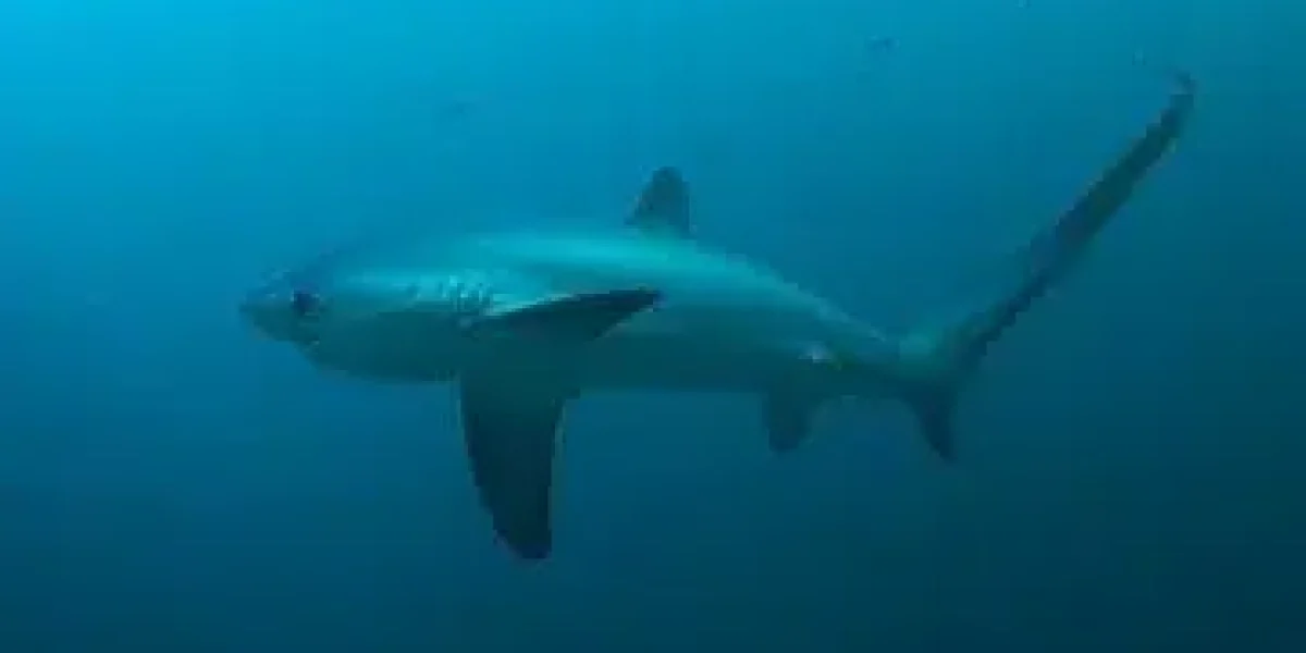 images_Images__sites_Indo-Pacifique_Philippines_Region__des__Visayas_Safari__Magellan__Abyss_c6bo-voyages-plongee-safari-magellan-abyssworld-requin-renard-vignette