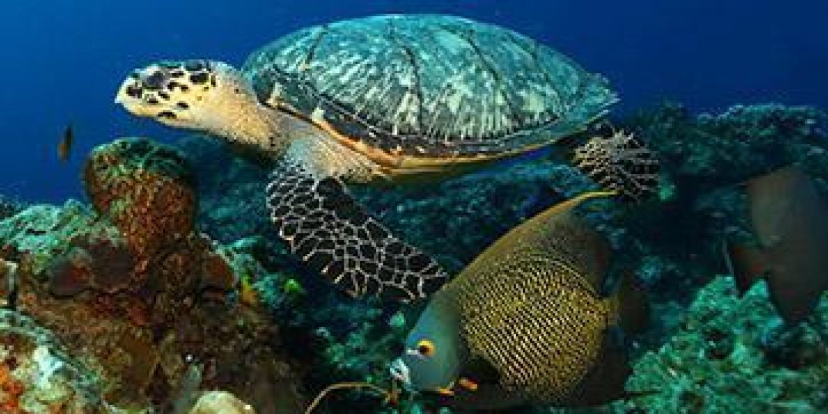 voyage-plongee-mexique-cozumel-tortue-poisson-ange